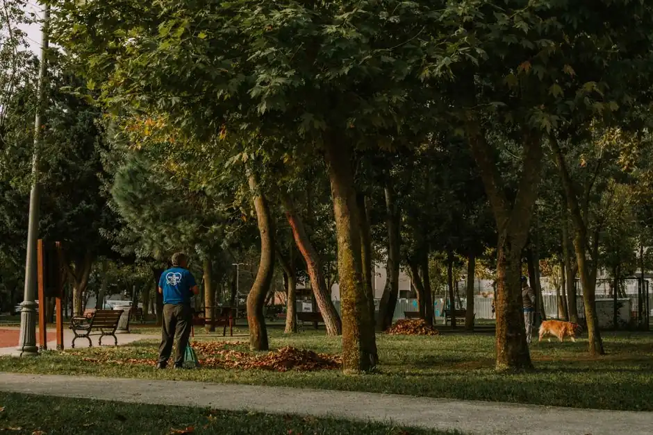 Best trees for landscaping in Metuchen and nearby areas