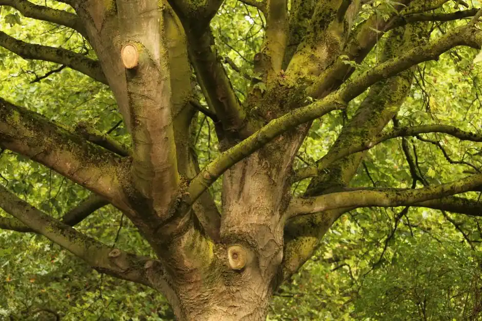 Common tree diseases in Metuchen and how to manage them