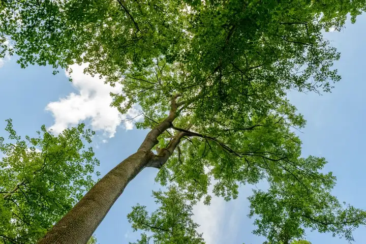 How to assess the health of your trees