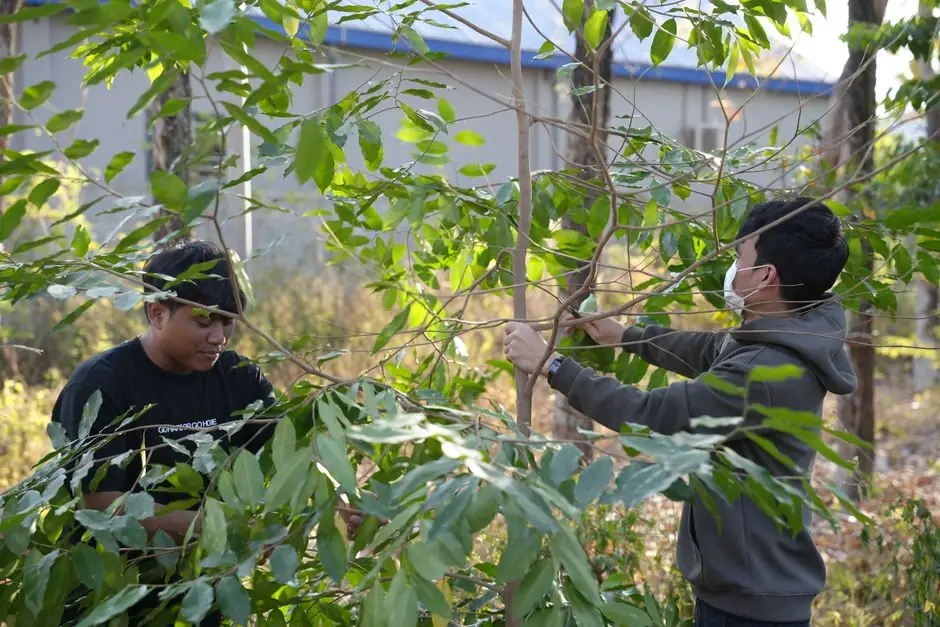 How to choose the right tree for your yard