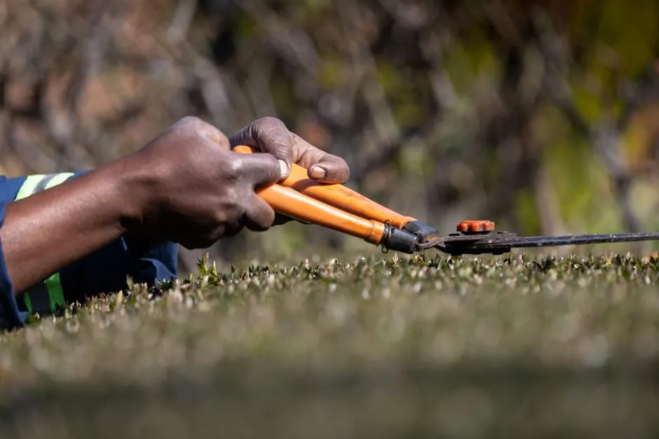 How to prune your trees for better growth
