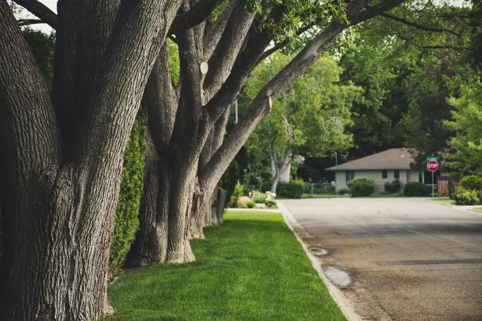 Local guide to tree care services in Highland Park