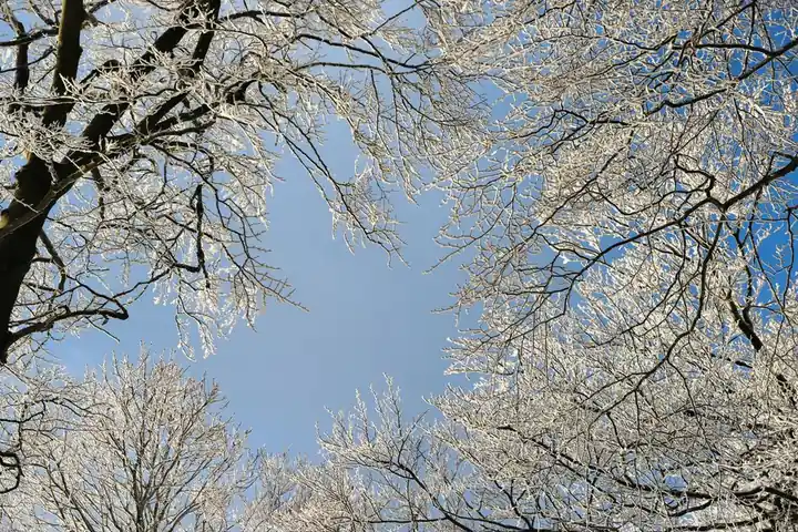 Preparing your trees for winter in Metuchen