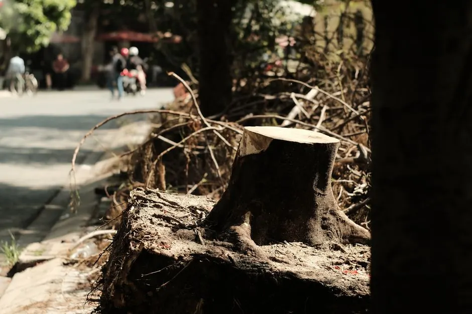 Stump removal vs. stump grinding: what's the difference?