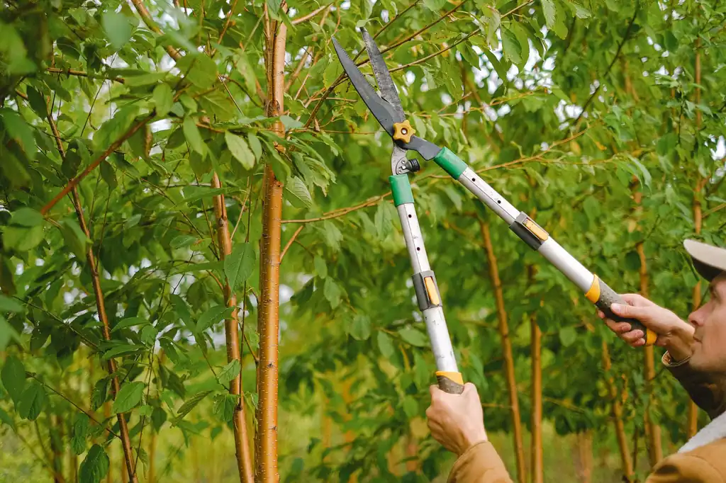 Tree Pruning by Treeminator Tree Service