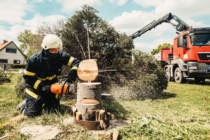 Tree service cost in Metuchen: what to expect