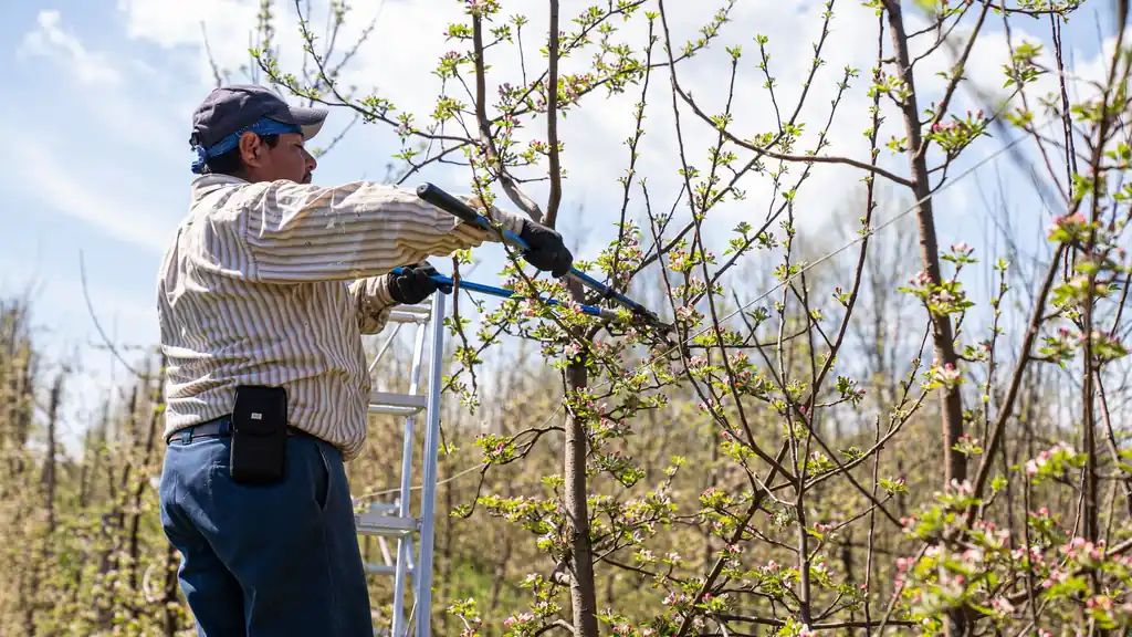 Treeminator Tree Service team at work