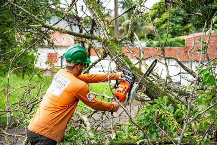 Treeminator Tree Service — Tree Service you can rely on