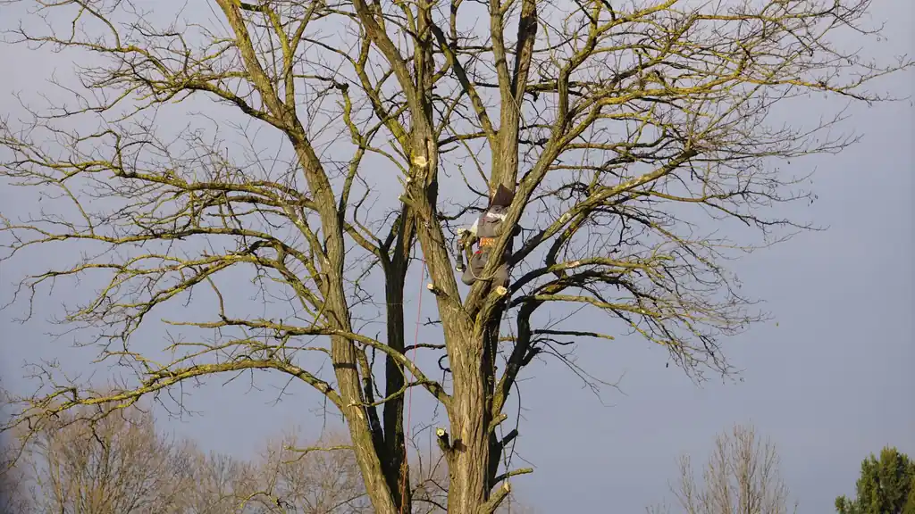 Treeminator Tree Service — your local Tree Service team
