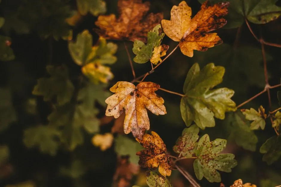 Why are my tree leaves turning brown in Metuchen?